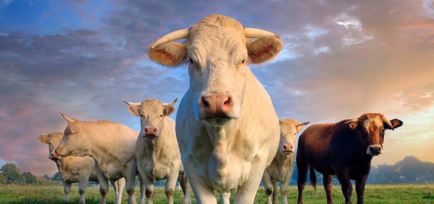 Livestock Management